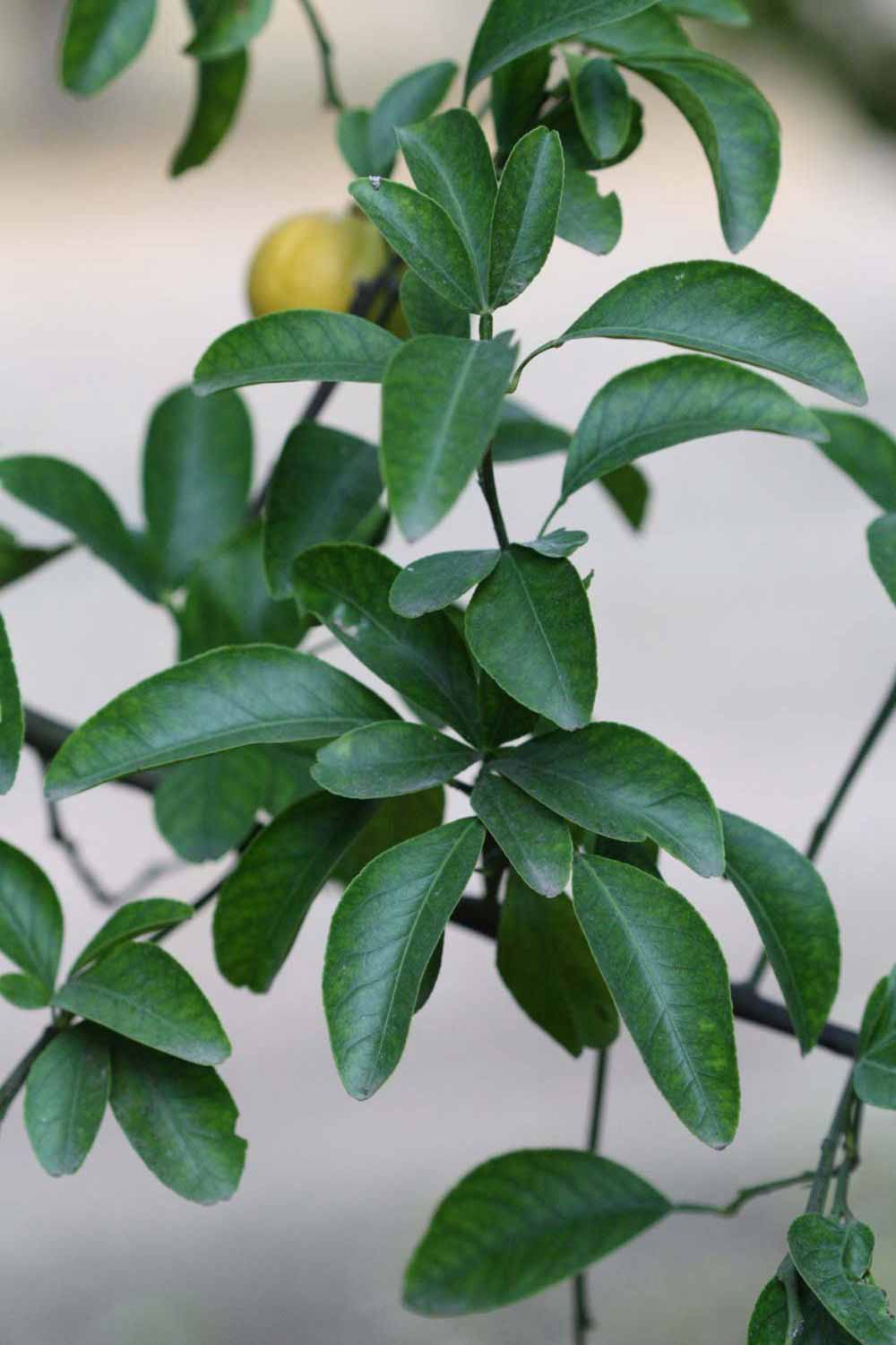            Shade leaves (Riverside, CA)   